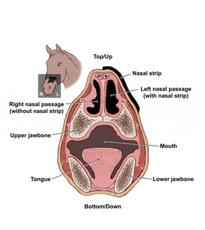 Flair <br/>| Nasal Strip, Six Pack